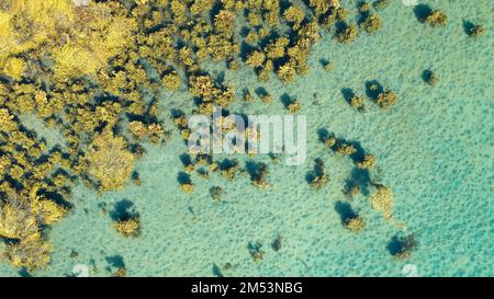 Alghe marine sotto la superficie dell'acqua nell'oceano. Verde erba marina in mare blu. Foto Stock