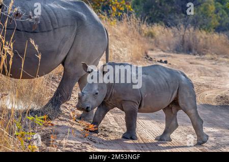 Giovane vitello rinoceronte segue la madre attraverso una strada sterrata, Mabula, Sudafrica Foto Stock