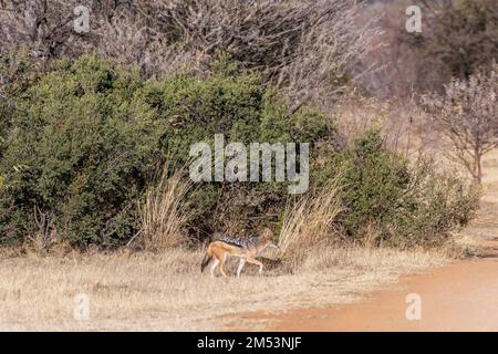 Jackal nero in erbe essiccate, Mabula, Sudafrica. Foto Stock