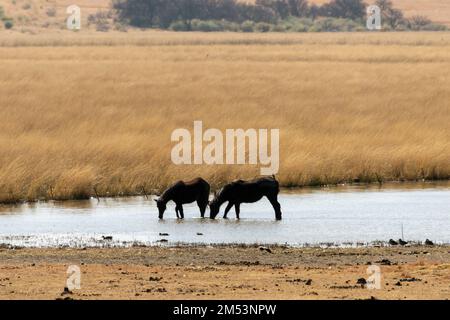 Manichette e anatre che si nutrono in uno stagno, vicino a Viljoenskroon, Free state, Sudafrica Foto Stock