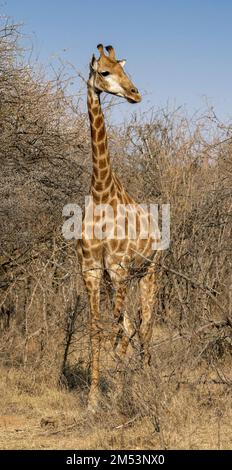 Giraffa Maasai a tutta lunghezza nel cespuglio, Mabula, Sudafrica Foto Stock