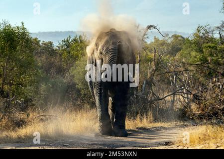 Un elefante africano aggressivo lascia andare un'esplosione di polvere e sporcizia dal suo tronco sollevato, Mabula, Sudafrica Foto Stock