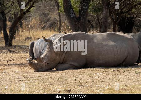 Rinoceronte bianco deornato che riposa con altri, Mabula, Sudafrica. Foto Stock
