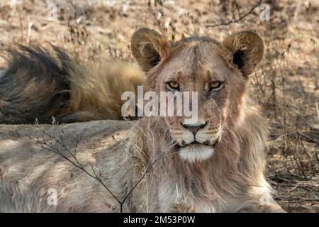 Leone giovane maschio con il maschio più anziano che dorme nello sfondo, Mabula, Sudafrica Foto Stock