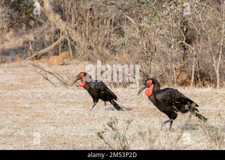 Hornbill meridionali, progetto Mabula Ground Hornbill, Sudafrica Foto Stock