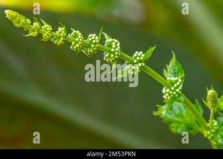 Un bel primo piano di gemme e fiori di una pianta di menta nel giardino Foto Stock