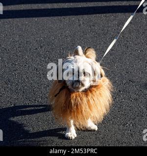 Un vestito per uccidere per una parata dei bambini locali un piccolo cane vestito come un leone in Oregon Foto Stock