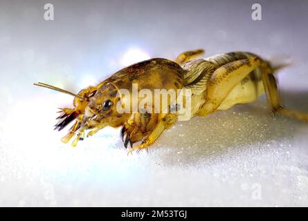 Un cricket di Mole (Grillotalpidae) su sfondo bianco Foto Stock