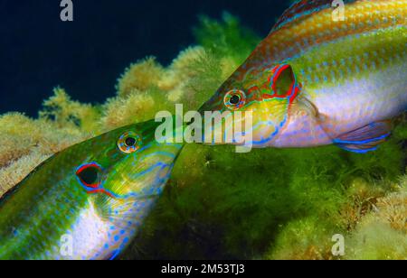 Wrasse ocellated, Symphodus ocellatus, Mar Mediterraneo, Oceano Atlantico Foto Stock