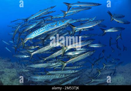 Barracuda europeo, Sphyraena shyraena, Mar Mediterraneo, Oceano Atlantico Foto Stock