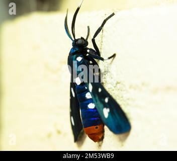 Un macrofo di una falena di oleandro Foto Stock