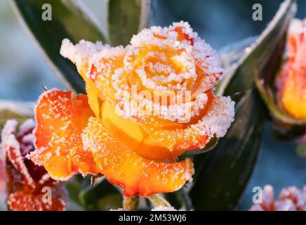 Berlino, Germania. 15th Dec, 2022. 15.12.2022, Berlino. La neve si trova su una rosa giallo-arancio in un freddo giorno di dicembre in un clima gelido, parte di una corona funebre giacendo su una tomba fresca in un cimitero. Credit: Wolfram Steinberg/dpa Credit: Wolfram Steinberg/dpa/Alamy Live News Foto Stock