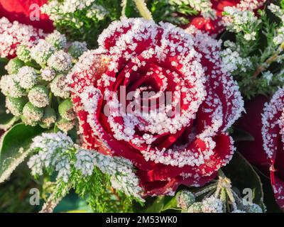 Berlino, Germania. 15th Dec, 2022. 15.12.2022, Berlino. La neve giace su una rosa rossa appartenente ad una corona funebre posta su una tomba fresca in un cimitero in un freddo gelido giorno di dicembre. Credit: Wolfram Steinberg/dpa Credit: Wolfram Steinberg/dpa/Alamy Live News Foto Stock