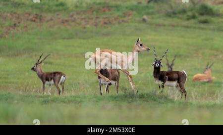 Un fuoco selettivo di blackbuck femminile saltante dietro quei maschi con corna ad anello in riserva di Blackbuck di Jayamangali Foto Stock