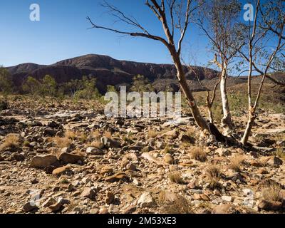 Il primo di 3 traversate a secco del torrente Ormiston sulla passeggiata a piedi Ormiston Pound, West Macdonnell (Tjoritja) National Park, Northern Territory. Foto Stock