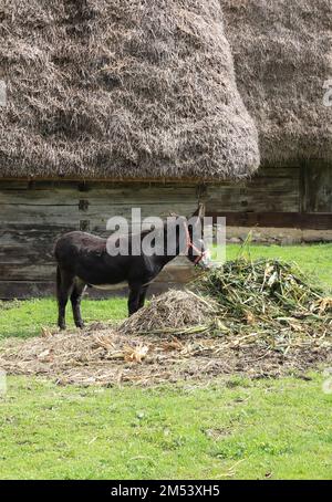 Animali da fattoria in una fattoria nel museo etnografico all'aperto Astra a Sibiu, Transilvania, Romania, che mostra la tradizionale architettura folcloristica. Foto Stock