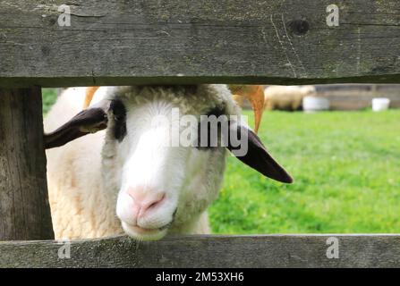 Animali da fattoria in una fattoria nel museo etnografico all'aperto Astra a Sibiu, Transilvania, Romania, che mostra la tradizionale architettura folcloristica. Foto Stock