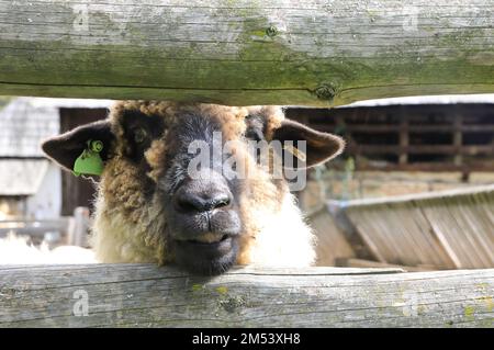 Animali da fattoria in una fattoria nel museo etnografico all'aperto Astra a Sibiu, Transilvania, Romania, che mostra la tradizionale architettura folcloristica. Foto Stock