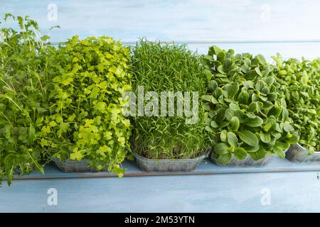 Set di scatole con germogli micrograni di spinaci, carote, crisantemi, borragine, cavolo di mizuna su sfondo di legno blu. Vista laterale, spazio di copia. Foto Stock