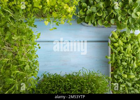 Set di scatole con germogli di spinaci, carote, crisantemo, borragine, cavolo di mizuna su fondo di legno blu. Vista dall'alto, piatto, copia sp Foto Stock