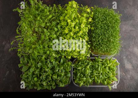 Set di scatole con germogli micrograni di spinaci, carote, crisantemi, borragine, cavolo di mizuna su fondo di cemento nero. Vista dall'alto, disposizione piatta, copia Foto Stock