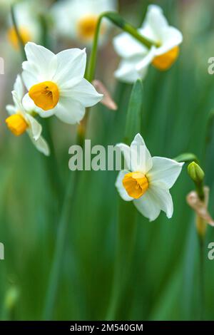 Narcissus o narcisi fiorendo sul prato in Croazia Foto Stock