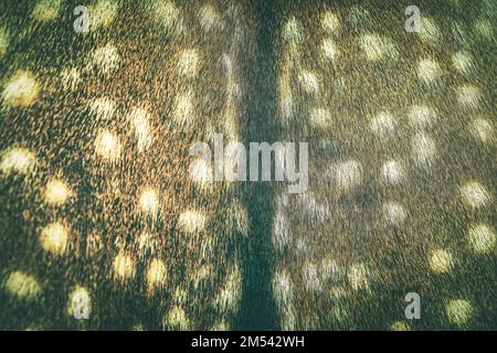 Primo piano di una texture di pelliccia di daino (Dama dama). Foto Stock