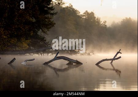 scena mistica con rami di vecchi alberi e riflessione in acqua calma, luce del mattino, retroilluminazione, nebbia sull'acqua, sfocato treeline sullo sfondo Foto Stock