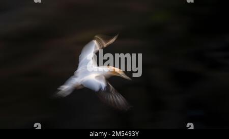 Gannet in volo. Immagine acquisita utilizzando la tecnica di movimento intenzionale della telecamera. Muriwai Gannet Colony, Auckland. Foto Stock