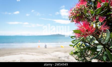 Alberi di Pohutukawa in piena fioritura a Takapuna spiaggia in estate, fuori fuoco Rangitoto Island in lontananza, Auckland. Foto Stock