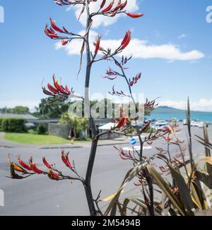 Native New Zealand Flax (Harakeke) in fiore alla spiaggia di Takapuna. Gente che si gode l'estate, Auckland. Forma verticale. Foto Stock