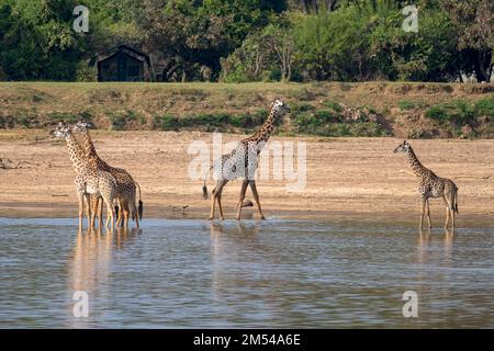 Giraffa rodesiana (Giraffa camelopardalis thornicrofti), animali nel fiume, Luangwa meridionale, Zambia Foto Stock