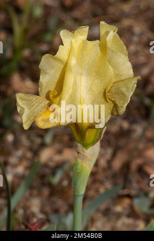 Nana iride giallo fiore Foto Stock