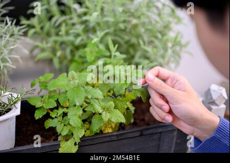 Immagine ravvicinata, Un giovane asiatico che raccoglie verdure nel suo cortile. Giardinaggio, verdure biologiche Foto Stock