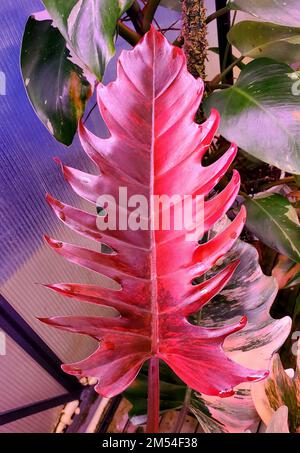Splendido colore rosso intenso e variegata foglia di Filodendron Caramel Marble, una rara pianta tropicale Foto Stock