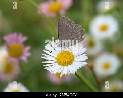 Farfalla blu erba comune su fiore daisy Foto Stock