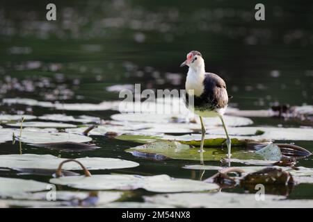 Una jacana crestata a pettine, conosciuta anche come il lotusbird o lilytrotter, sta camminando sui rilievi di lilly nelle zone umide di Cattana, Queensland, Australia. Foto Stock