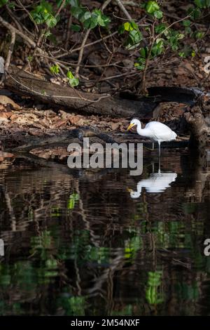 Single sub-adulto Little Egert caccia per preda se stesso dopo aver lasciato il nido in una colonia di allevamento a Surfers Paradise nel Queensland, Australia. Foto Stock