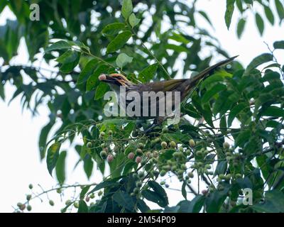 Bulbul dalla testa di paglia, Pycnonotus zeylanicus, un uccello a rischio di estinzione di Singapore Foto Stock