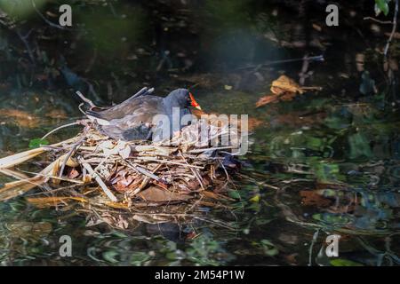 Un adulto che moorhen & pulcino di Dusky esibisce i comportamenti di nidificazione al santuario della natura e degli uccelli del parco del Macintosh a Surfers Paradise, Queensland, Australia. Foto Stock