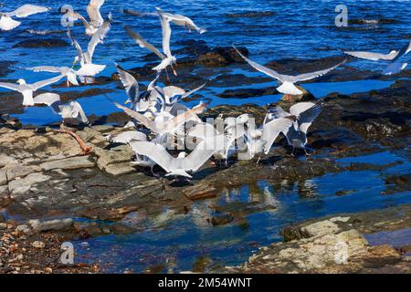Affollate con gabbiani su una riva rocciosa Foto Stock