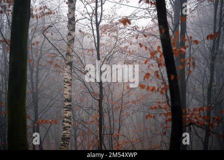 Una bella vista misteriosa di una foresta con alberi autunnali Foto Stock
