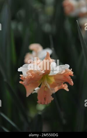 Colletto bianco e rosa a due punte (Narcissus) Arcobaleno dei colori fiorisce in un giardino ad aprile Foto Stock