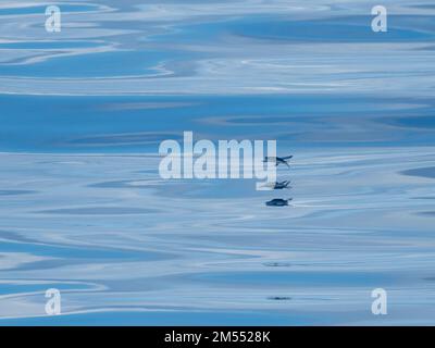 Pesci volanti che scivolano sul mare vetroso nel Mare di banda Indonesia Foto Stock