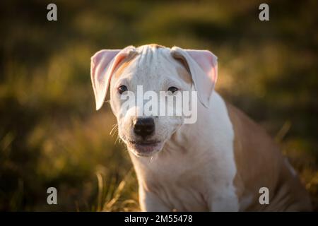 L'American Pit Bull Terrier cucciolo Foto Stock