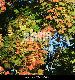 Foglie di acero norvegese (Acer platanoides) che iniziano a diventare rosse. Foto Stock