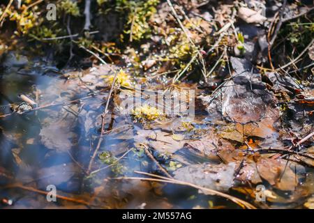 Creek in una foresta selvaggia Foto Stock