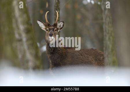 Un cervo rosso adulto con grandi e belle corna in una foresta innevata. Paesaggio faunistico con animali Foto Stock