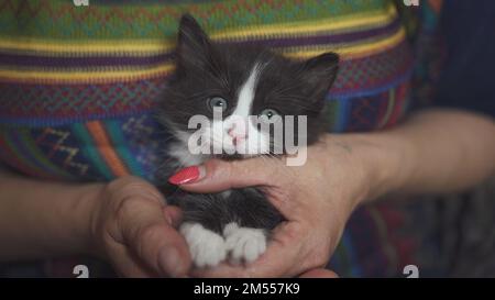 Un gattino bianco e nero fra le braccia di una donna. Foto Stock