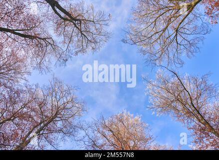 Cerca nella foresta invernale Foto Stock